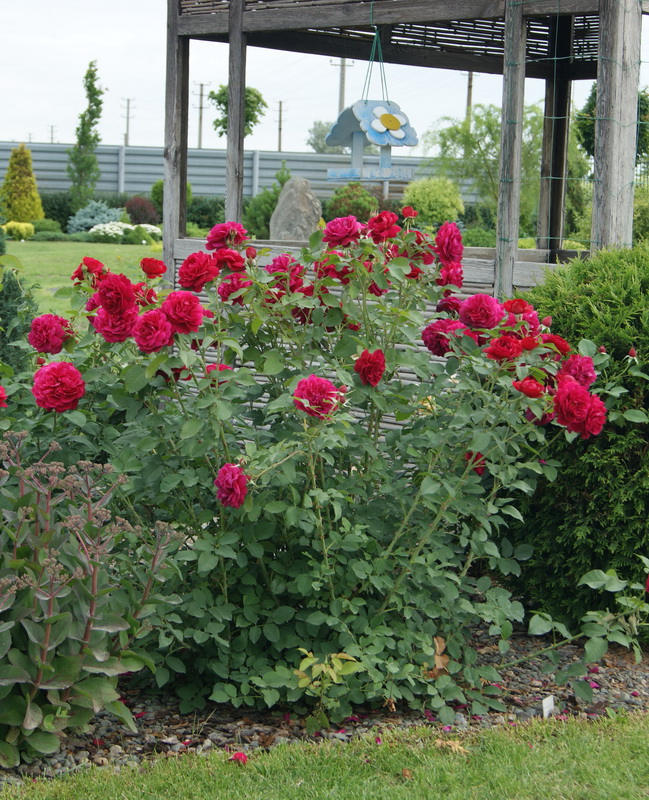 Роза английская `Дарси Бассел`, Rosa (S) `Darcey Bussell` ® | СадПарад